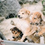 Tierheimsponsoring über häufige Haltungsfehler und ihre Folgen