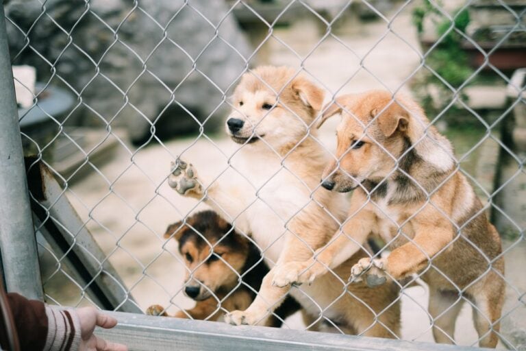 Tierheimsponsoring über häufige Haltungsfehler und ihre Folgen