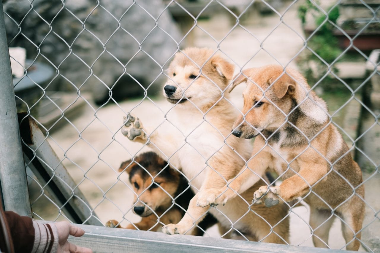 Tierheimsponsoring über häufige Haltungsfehler und ihre Folgen